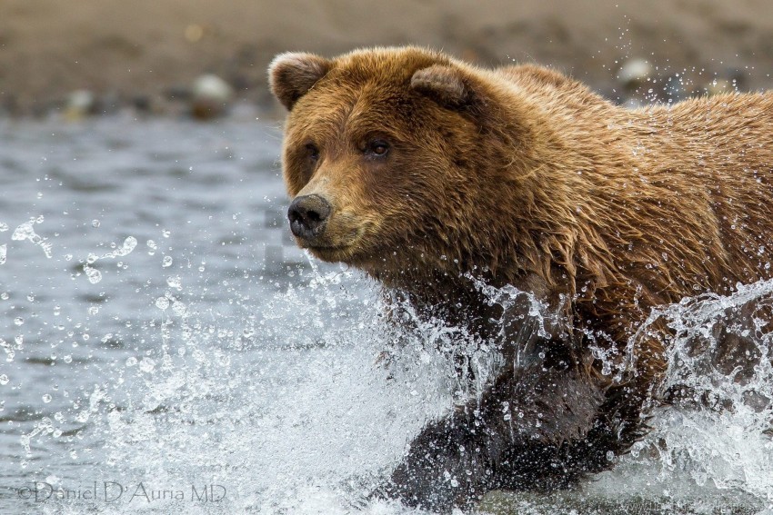 brown bear spray water wallpaper Transparent PNG Isolated Element