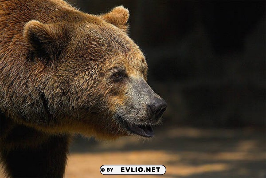 brown bear wallpaper Transparent art PNG