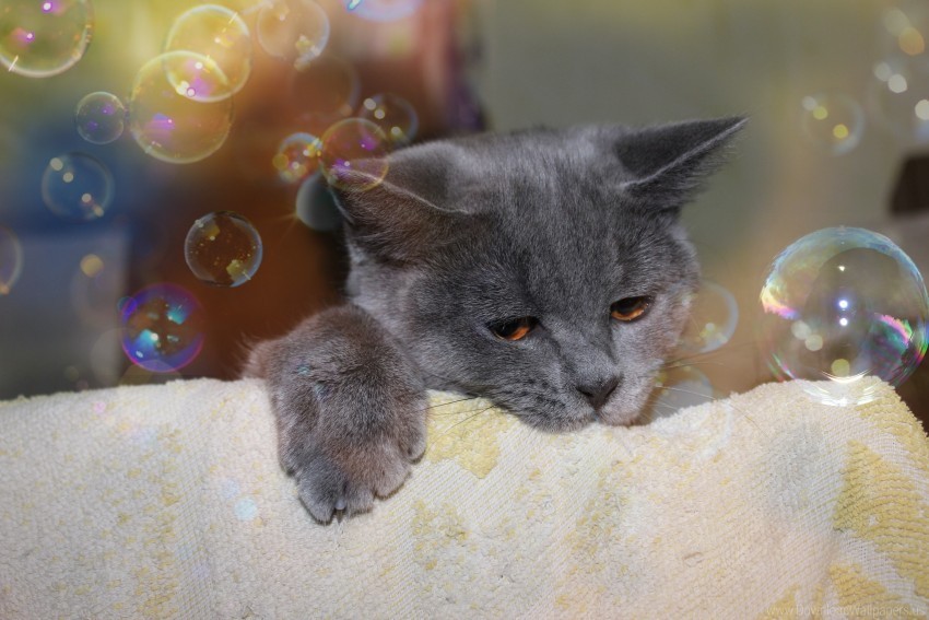 bubbles cat face playful towels wallpaper Transparent image
