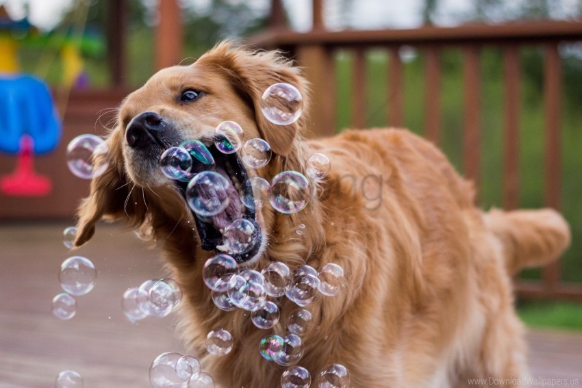 bubbles dog playful wallpaper PNG Image with Isolated Subject