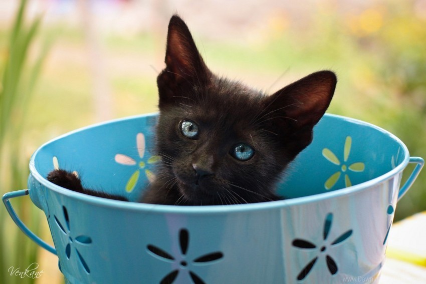 bucket cat kitten look wallpaper PNG free download