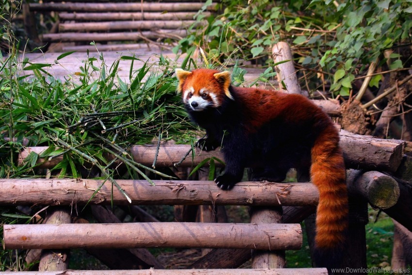 building climbing leaves red panda stairs wallpaper PNG Isolated Object with Clarity