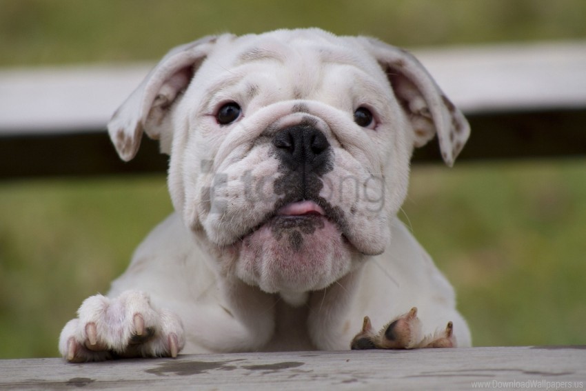 bulldog dog face fat watch wallpaper Isolated Subject with Transparent PNG