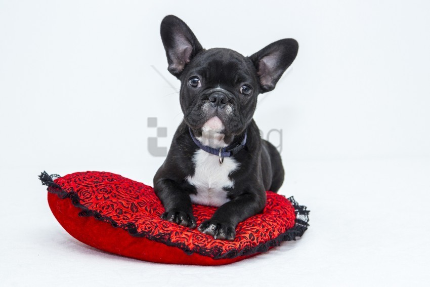 bulldog dog pillow puppy wallpaper Isolated Item in HighQuality Transparent PNG