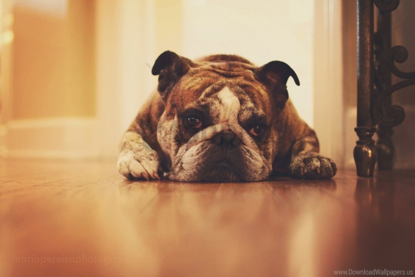 bulldog face thick wallpaper PNG design elements