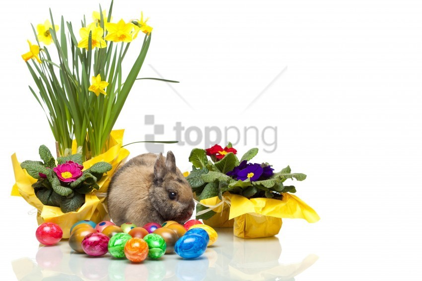 bunny daffodils easter eggs violets white background wallpaper PNG transparent design diverse assortment