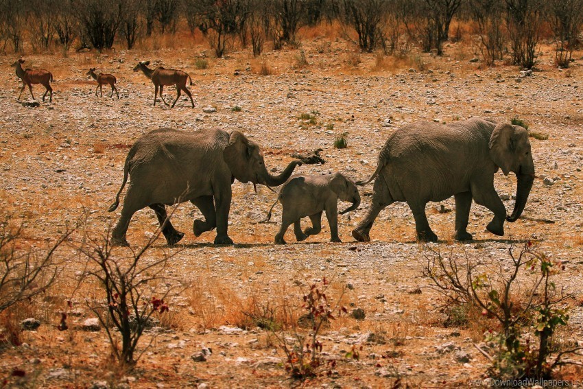 bushes elephants family rocks sand walk wallpaper Clear PNG photos