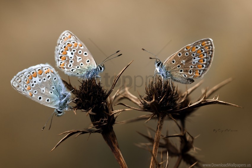 butterflies flowers macro thorns wings wallpaper PNG Graphic Isolated on Clear Background Detail