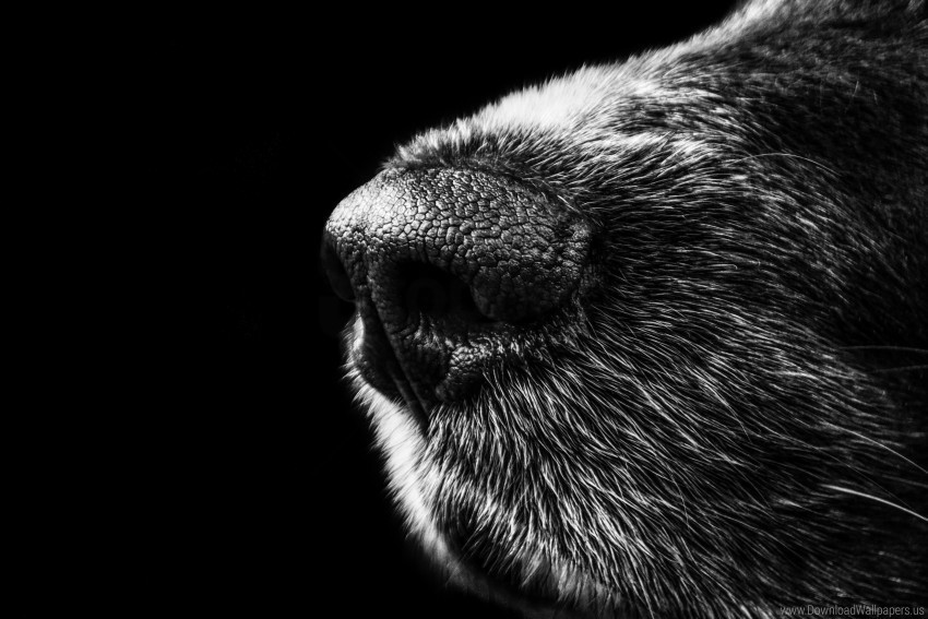 bw dog nose wallpaper Isolated Illustration in Transparent PNG