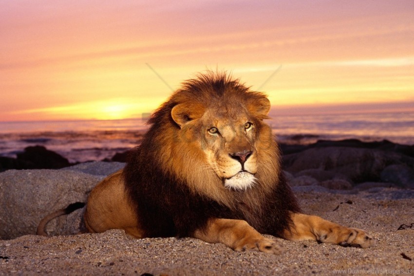 Calm Down King Of Animals Lion Mane Predator Sunset Wallpaper PNG Images With Clear Cutout