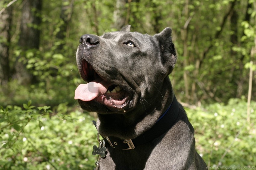 cane corso curiosity dog mouth open muzzle wallpaper Transparent Background PNG Object Isolation