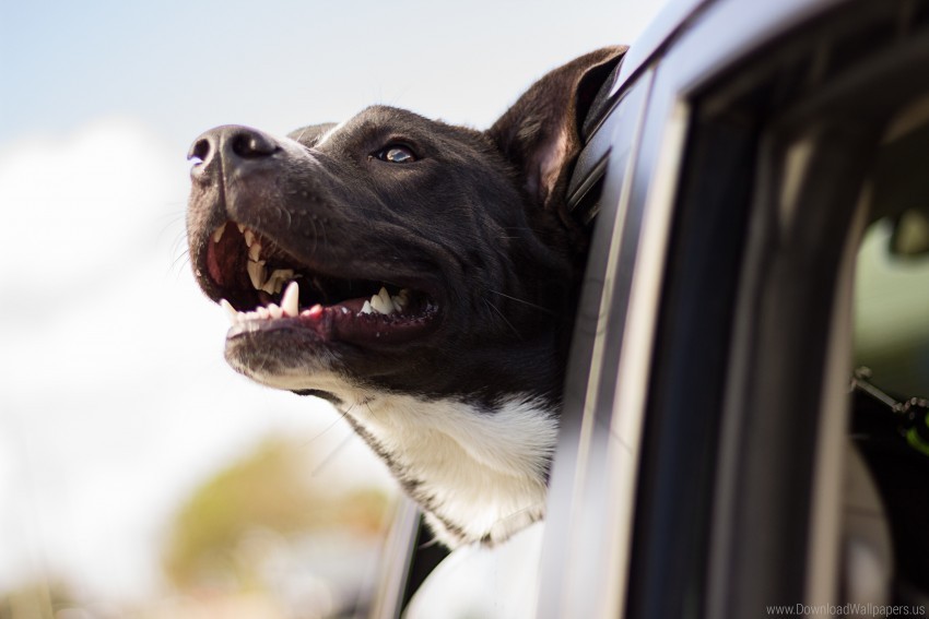 car dog face wind wallpaper PNG images with alpha channel diverse selection