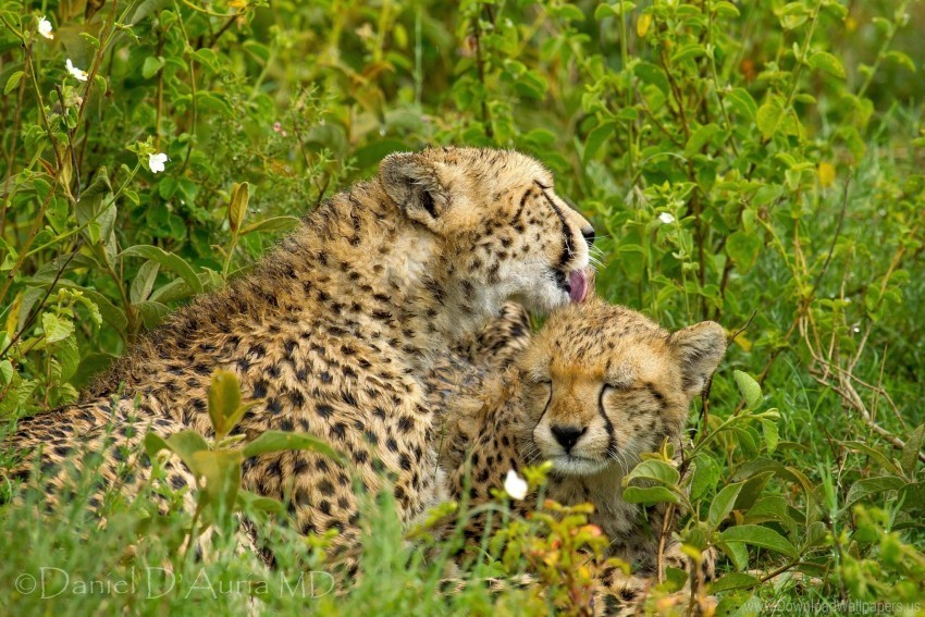 care cheetahs couple grass lick wallpaper Isolated Subject in Transparent PNG Format