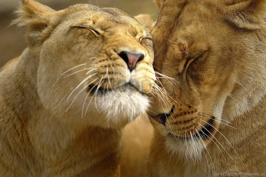 care couple face lion tenderness wallpaper Transparent Background Isolation in PNG Image