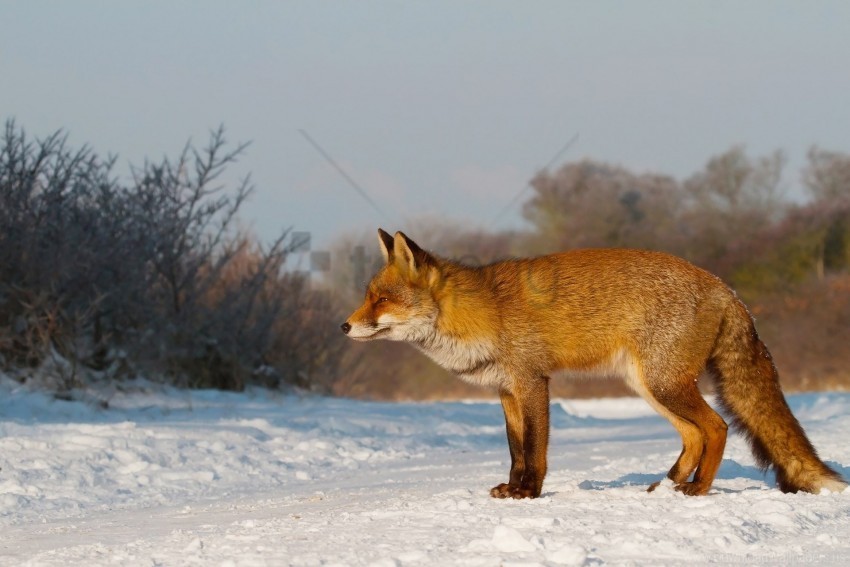care fox hunting snow wallpaper Isolated Item on Clear Transparent PNG
