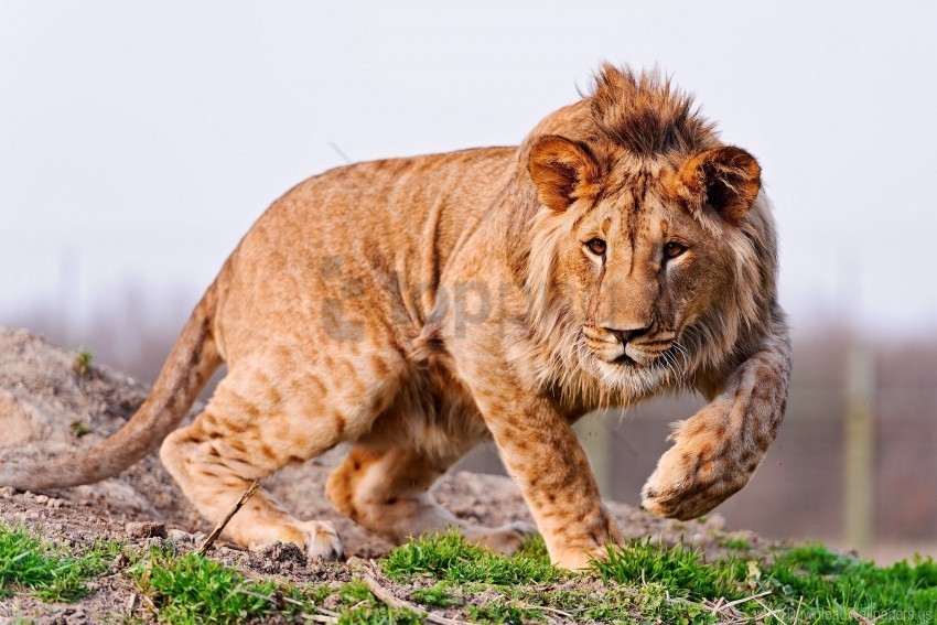 care hunting lion look walk wallpaper PNG file without watermark