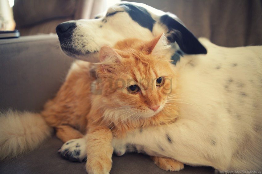 caring cat dog friendship hugs wallpaper Transparent PNG Artwork with Isolated Subject