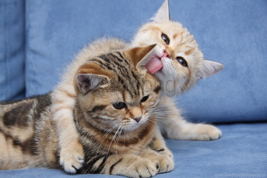 caring couple down face kittens wallpaper Transparent PNG image free