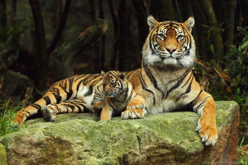 caring couple lying down tiger tiger cub wallpaper PNG images with alpha transparency layer