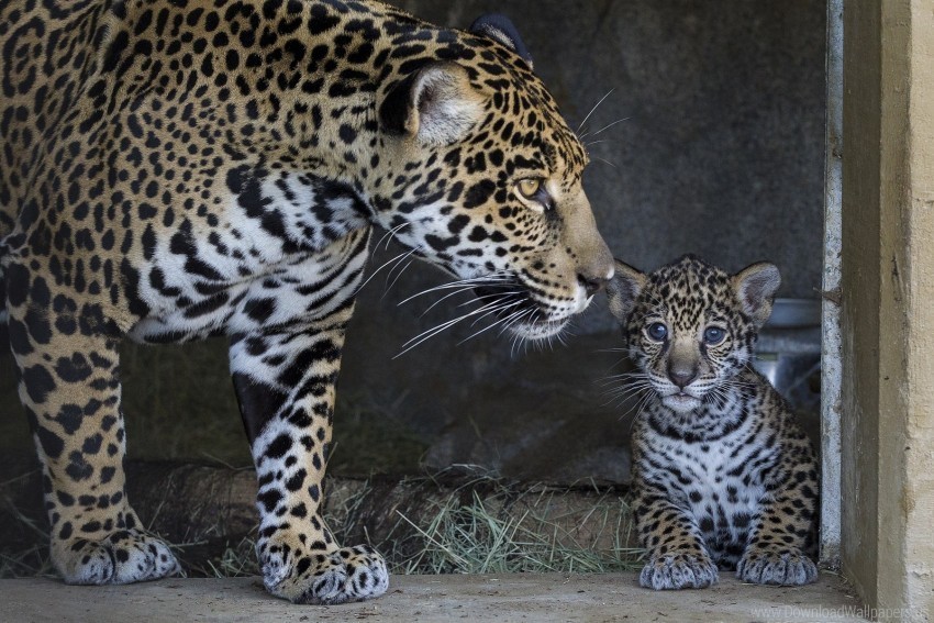 caring cub jaguar mother wallpaper PNG files with alpha channel