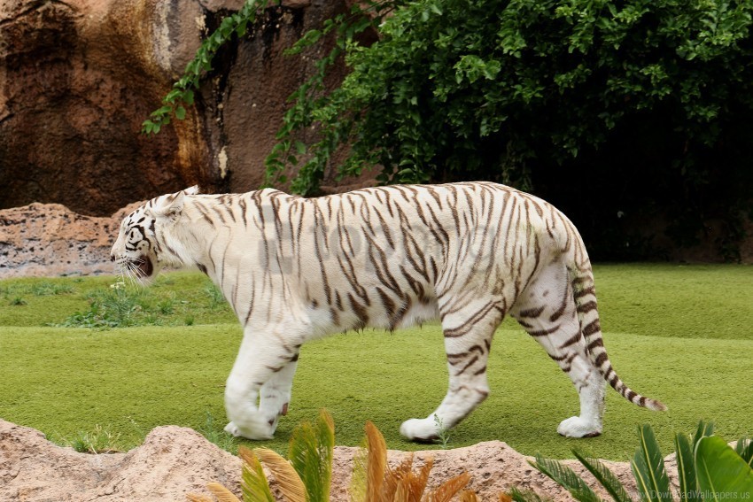 carnivore grass tiger walking wallpaper Isolated Graphic on Clear PNG