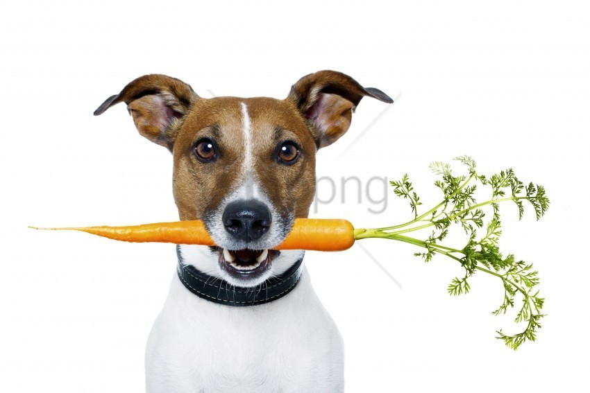 carrots dog food muzzle wallpaper PNG no background free