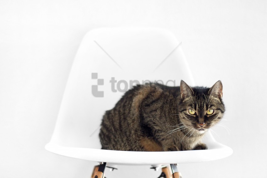 cat chair sit striped wallpaper PNG transparency images