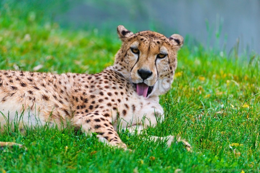 cat cheetah grass lay predator wash wallpaper Transparent background PNG gallery