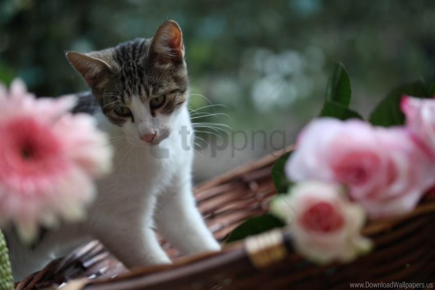 cat climbing flowers playful wallpaper Isolated Graphic on Clear Background PNG
