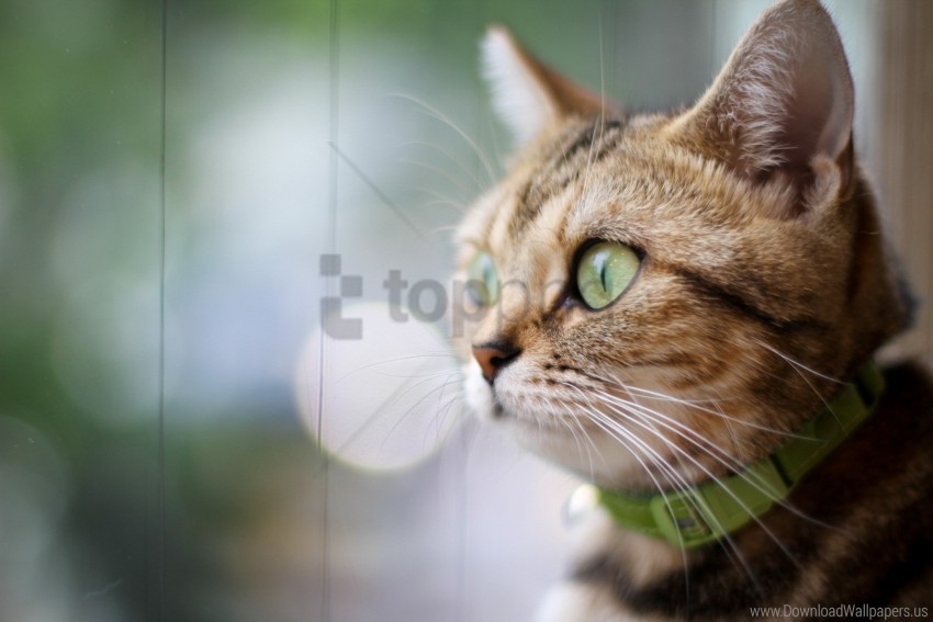 cat collar eyes face wallpaper PNG pictures without background