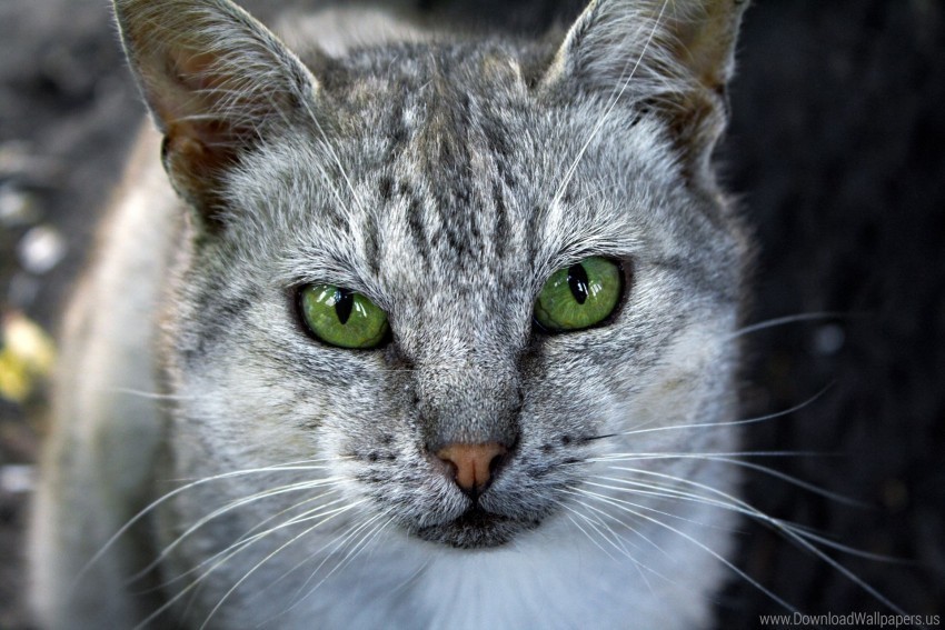 cat color face gray striped wallpaper Free PNG download