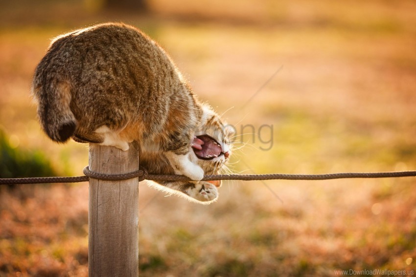 cat column fall line nature plays sun wallpaper HighQuality PNG with Transparent Isolation