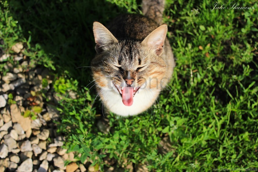 cat concern cry grass shade wallpaper PNG graphics with transparent backdrop
