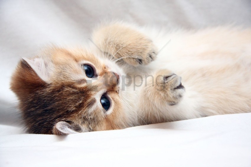 cat cute face foot kitten wallpaper Free PNG images with alpha channel compilation