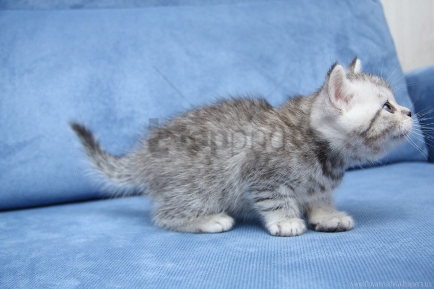 cat cute furry kitten wallpaper PNG transparent photos vast variety