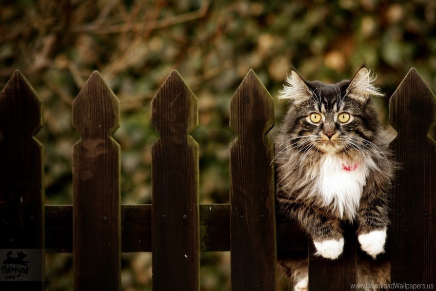 cat dog collar fence sitting furry wallpaper PNG with transparent overlay