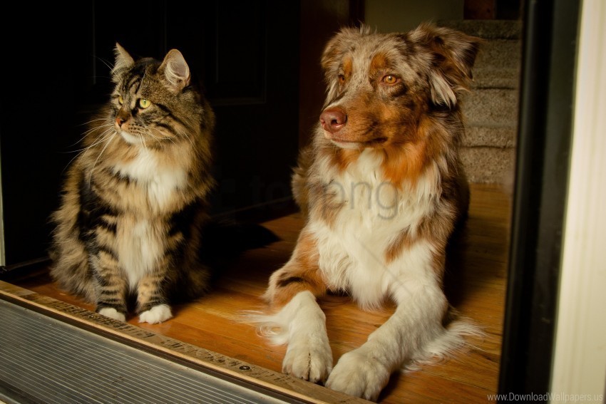 Cat Dog Friends Furry Sit Spotted Wait Wallpaper Transparent PNG Images Wide Assortment