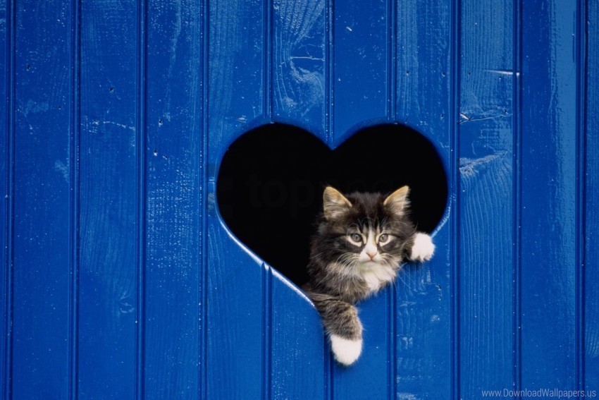 cat door heart looking out wooden wallpaper Clear Background Isolated PNG Illustration