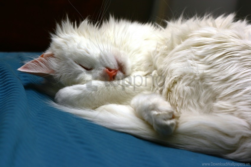 cat dream face fluffy wallpaper High-quality transparent PNG images