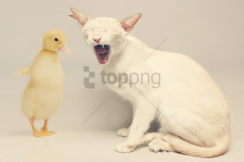 cat duck friendship white yellow wallpaper Transparent PNG Isolated Design Element