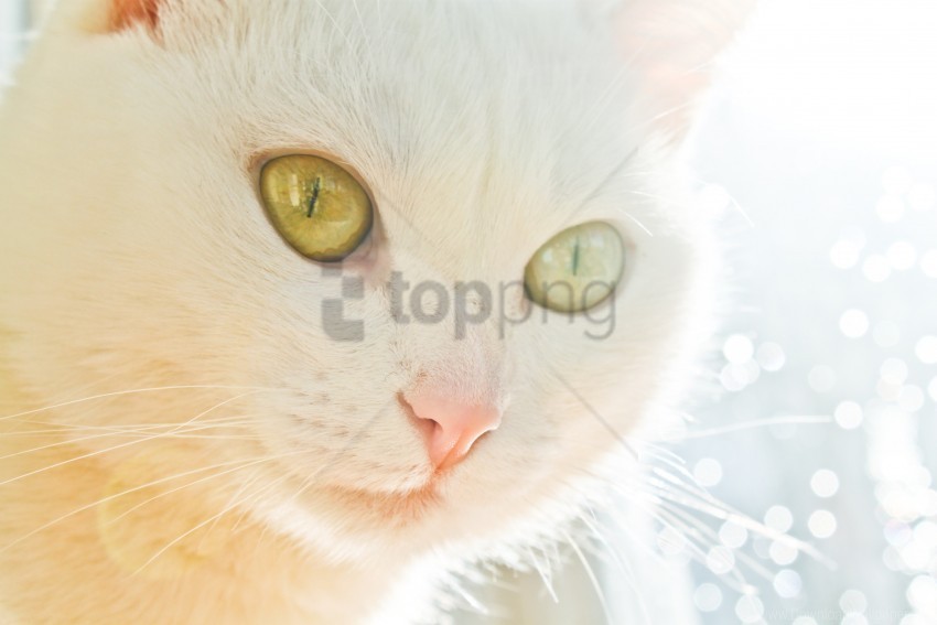 cat eye face glare light wallpaper Transparent PNG images set