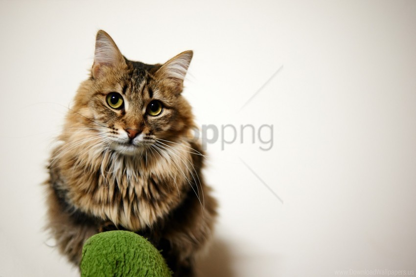 cat eyes face furry sitting wallpaper PNG images with no background needed