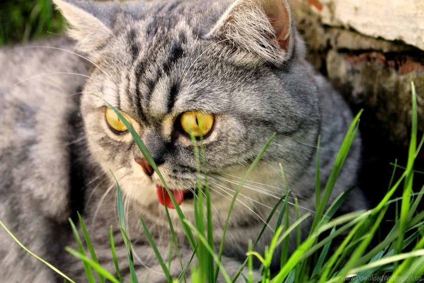 cat eyes face grass wallpaper Isolated Artwork on Transparent PNG