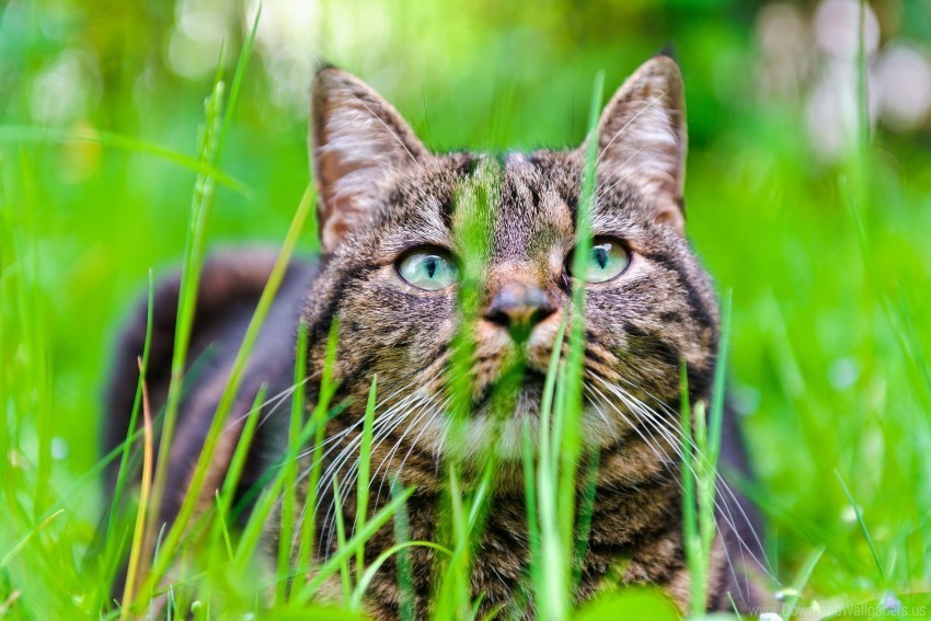 cat eyes face grass wallpaper PNG Image with Isolated Element