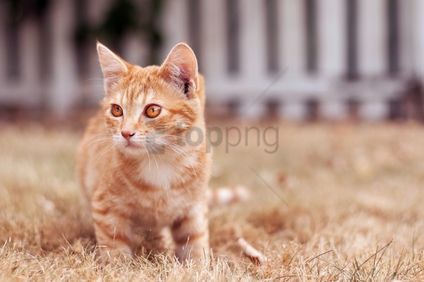 cat eyes face kitten wallpaper Isolated PNG Object with Clear Background