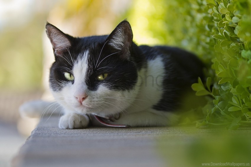 cat eyes face lie wallpaper PNG Isolated Subject with Transparency