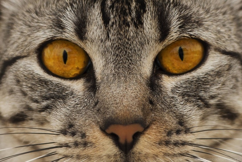 cat eyes face nose wallpaper PNG transparent graphic