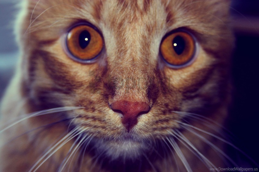 cat eyes face striped wallpaper PNG images without restrictions
