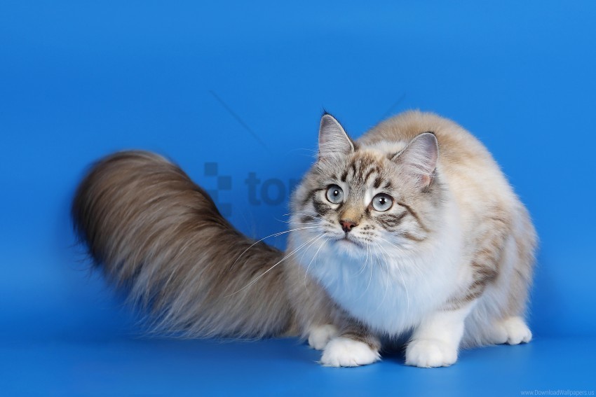 cat eyes fluffy tail photoshoot wallpaper Isolated Graphic on Clear Transparent PNG