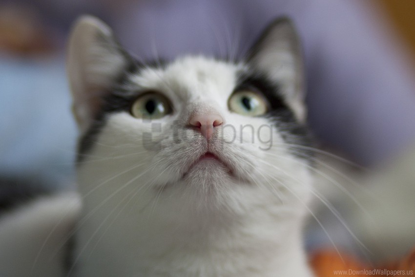 cat eyes muzzle nose whiskers wallpaper PNG Image with Isolated Subject